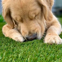 Golden Retriever Puppies from Mountain Bay goldens