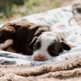 American Bully, Bernedoodle, Poodle, Sheepadoodle, and Whoodle Puppies from Wonderland’s Boujie Kennels