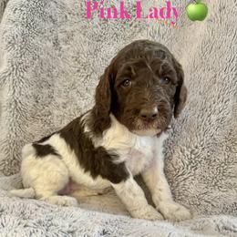 Pink Lady - Parti female Poodle puppy in Julian, California from Above the Pines Poodles