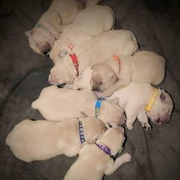 5th pick of the boys from the Soda Pop Pups - Golden male Golden Retriever puppy in Fithian, Illinois from LOMAH Retrievers