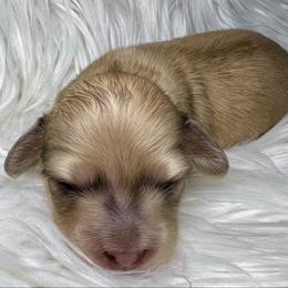 Rose - Dapple female Dachshund puppy in Woodburn, Oregon from Primo Dachshunds
