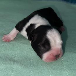 Boy 2 - Black and white male Boston Terrier puppy in Jupiter, Florida from CJM Boston and Boxer Puppies