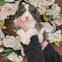 Peter - Merle male Bernedoodle puppy in Dothan, Alabama from Farquharson's Poodles&Doodles