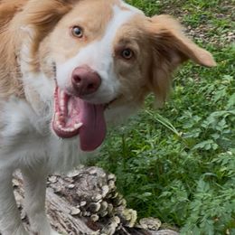 Peaches - Border Collie