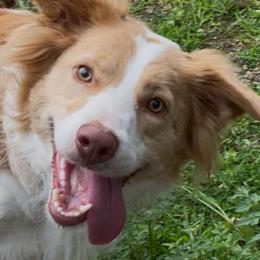 Peaches - Border Collie