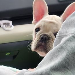 French Bulldog Puppies from BigStar French Bulldogs