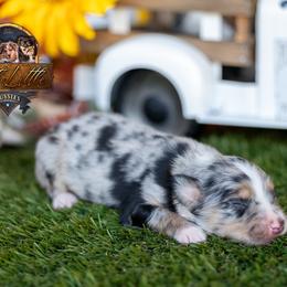 Timber - Blue merle male Miniature Australian Shepherd puppy in Granbury, Texas from Best Little Aussies
