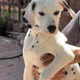 Dustin - White and black male Dalmatian puppy in Albuquerque, New Mexico from Storm & Blue's Dalmatian Pups