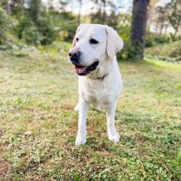 Lilly - Labrador Retriever