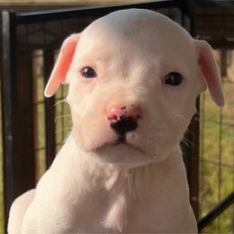 Boy 1 - American Staffordshire Terrier puppy in Byron, Georgia from Lelani