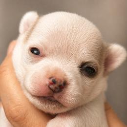 Tempest - Black sabled fawn male Chihuahua puppy in New Castle, Delaware from Sasha’s Elite Kennel LLC