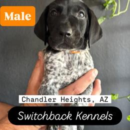 German Shorthaired Pointer puppies from Switchback Kennels