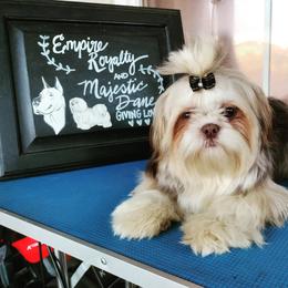 Astro - Shih Tzu