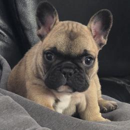 Herbie - Fawn male French Bulldog puppy in Three Rivers, Michigan from Jemms Kennels