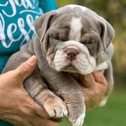 Bulldog Puppies from English Bulldogs of the Seven Hills