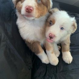 Australian Shepherd Puppies from Rockin' Aussies