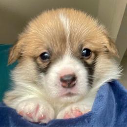 Jade - Red female Pembroke Welsh Corgi puppy in Grenada, California from California Corgi Butts