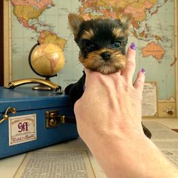Patty - Black and gold female Yorkshire Terrier puppy in Kendallville, Indiana from Yorkies Kisses