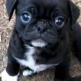 Pugs from tamispets