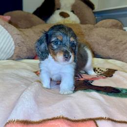 Dottie AKC - Dapple female Dachshund puppy in Magnolia, Texas from J&R Macias Dachshunds