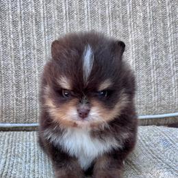 Cashew - Chocolate and tan male Pomeranian puppy in Canandaigua, New York from Fingerlakes Pomeranians