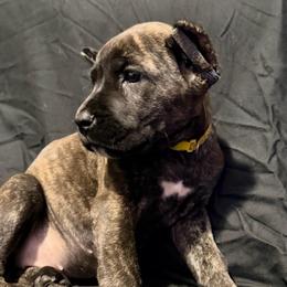 Yellow Collar Brindle Girl - Gray brindle female Cane Corso puppy in Atlanta, Georgia from Cane Corso’s of Atlanta