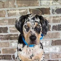 Catahoula Leopard Dog, Goldendoodle, Poodle, and Sheepadoodle Puppies from Prospect Catahoula Farms, LLC