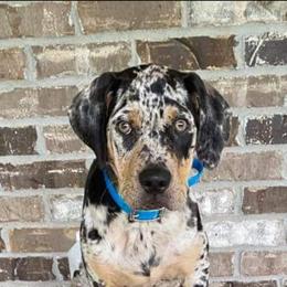 Catahoula Leopard Dog, Goldendoodle, Poodle, and Sheepadoodle Puppies from Prospect Catahoula Farms, LLC