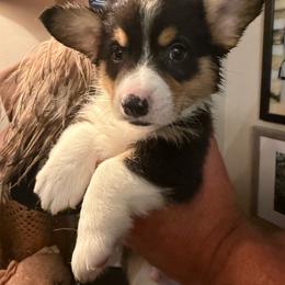 Boy 2 - Black and tan male Pembroke Welsh Corgi puppy in Ridgeland, South Carolina from FOF Lowcountry Corgis