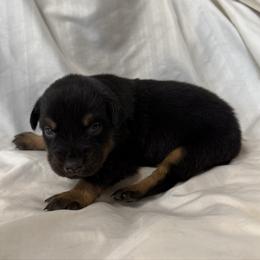 Basil - Black tri male Miniature Australian Shepherd puppy in Medical Lake, Washington from MAS Gone Rogue