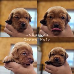 Johnston - Green Collar - Yellow male Labrador Retriever puppy in Boyd, Minnesota from Lindley Labradors