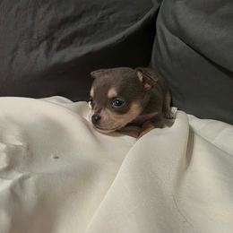 Dolly - Black and tan female Chihuahua puppy in Royal Center, Indiana from Marvelous Chihuahuas