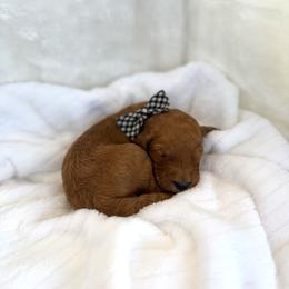 POMEGRANATE - Apricot male Goldendoodle puppy in Independence, Oregon from Ankeny Doodles