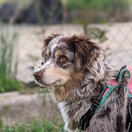 Aussiedoodles, Miniature Australian Shepherds, Pomeranians, and Toy Australian Shepherds from SBA Aussies