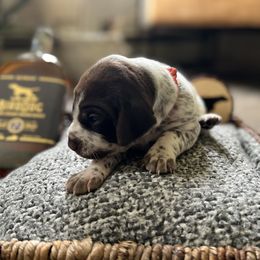 German Shorthaired Pointer Puppies from Bequest German Shorthaired Pointers