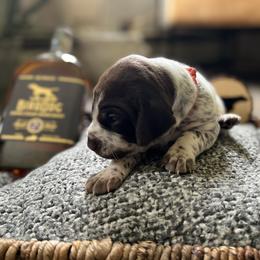 German Shorthaired Pointer Puppies from Bequest German Shorthaired Pointers