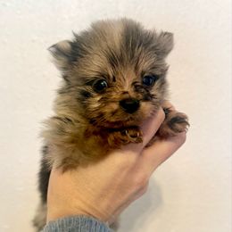 Dasher - Blue merle female Pomeranian puppy in Stroud, Oklahoma from Laik’s Little Shihtz & Poms