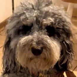 Lucky - Goldendoodle