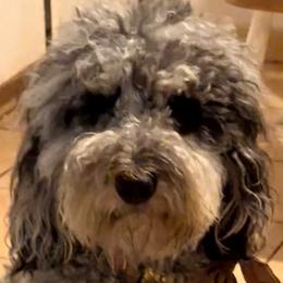 Lucky - Goldendoodle