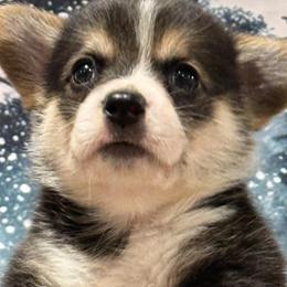 Maverick - White and black male Pembroke Welsh Corgi puppy in La Plata, Maryland from Signature Corgis