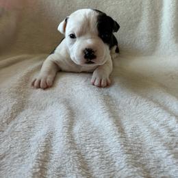 Scrabble - Black male American Staffordshire Terrier puppy in Byron, Georgia from Lelani