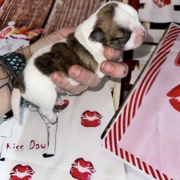 Turkey - Fawn brindled black male Chihuahua puppy in Palmyra, Indiana from Country Star Chihuahuas