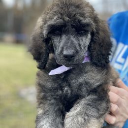 Poodles from Upstate Standards