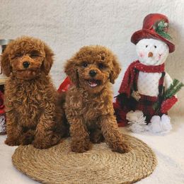 Poodle Puppies from Lisa Calderon