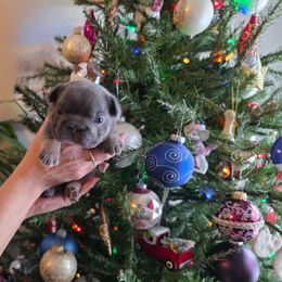 Iduna - Blue fawn female French Bulldog puppy in Columbia Falls, Montana from Glacier French Bulldogs of Montana