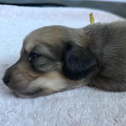Valjean - Cream male Dachshund puppy in Eureka, California from Seaside Doxies