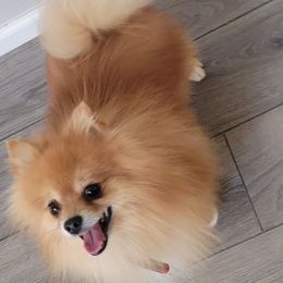 Pomeranians from JC Pomz