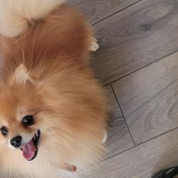 Pomeranians from JC Pomz