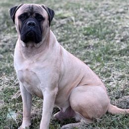 Kane - Bullmastiff