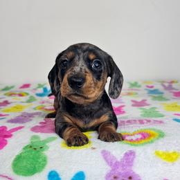 Black and tan dapple female 2 - Dapple female Dachshund puppy in Belle Rive, Illinois from Akin's Miniature Dachshunds, LLC